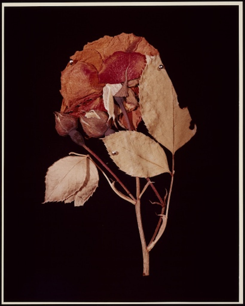 Hollis Frampton, XIV. ROSE (Rosa damascena) from ADSVMVS ABSVMVS, 1982