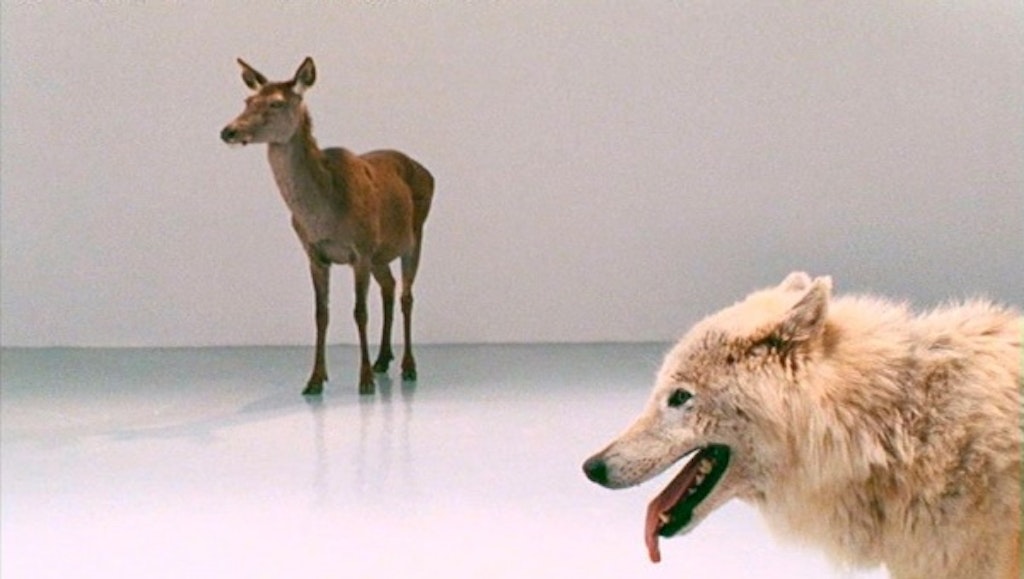 Mircea Cantor, Deeparture, 2005