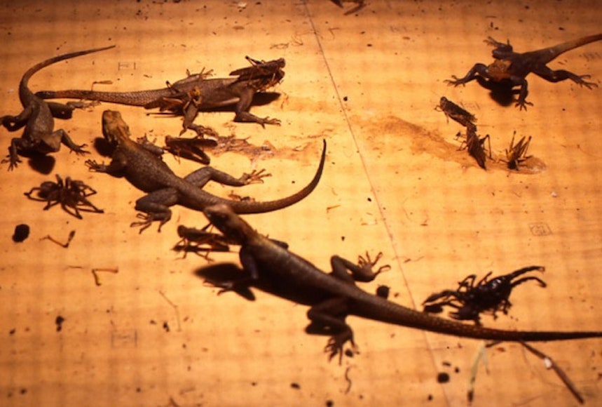 Part One: Mythologizing Animals