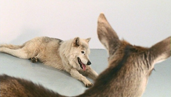 Mircea Cantor, Deeparture, 2005