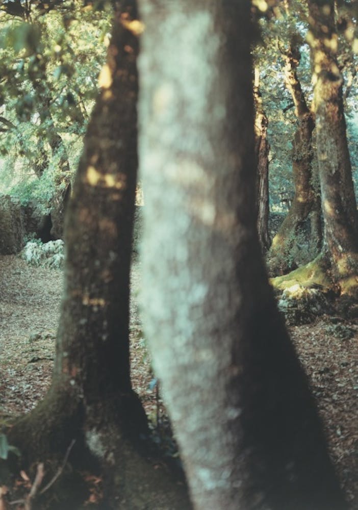 JoAnn Verburg, Sacred Trees (Heart Song), 2000