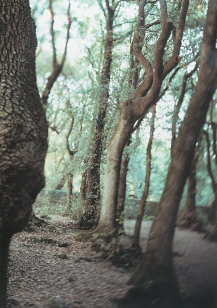 JoAnn Verburg, Sacred Trees (Under Water), 2000