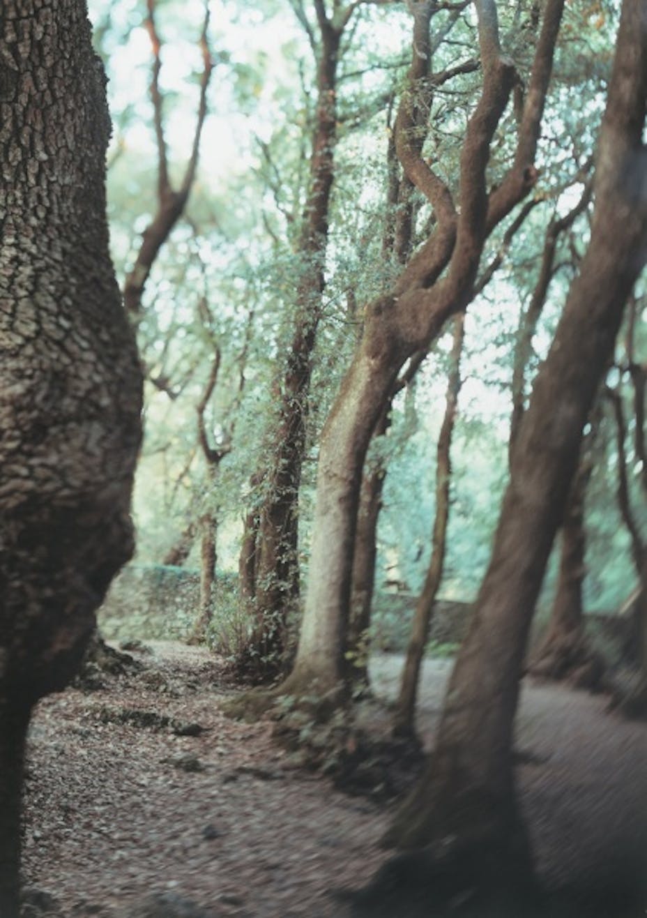 JoAnn Verburg, Sacred Trees (Under Water), 2000