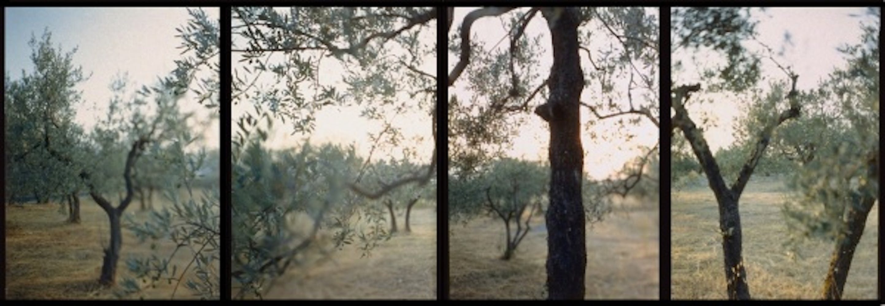 JoAnn Verburg, Olive Trees After the Heat, 1998