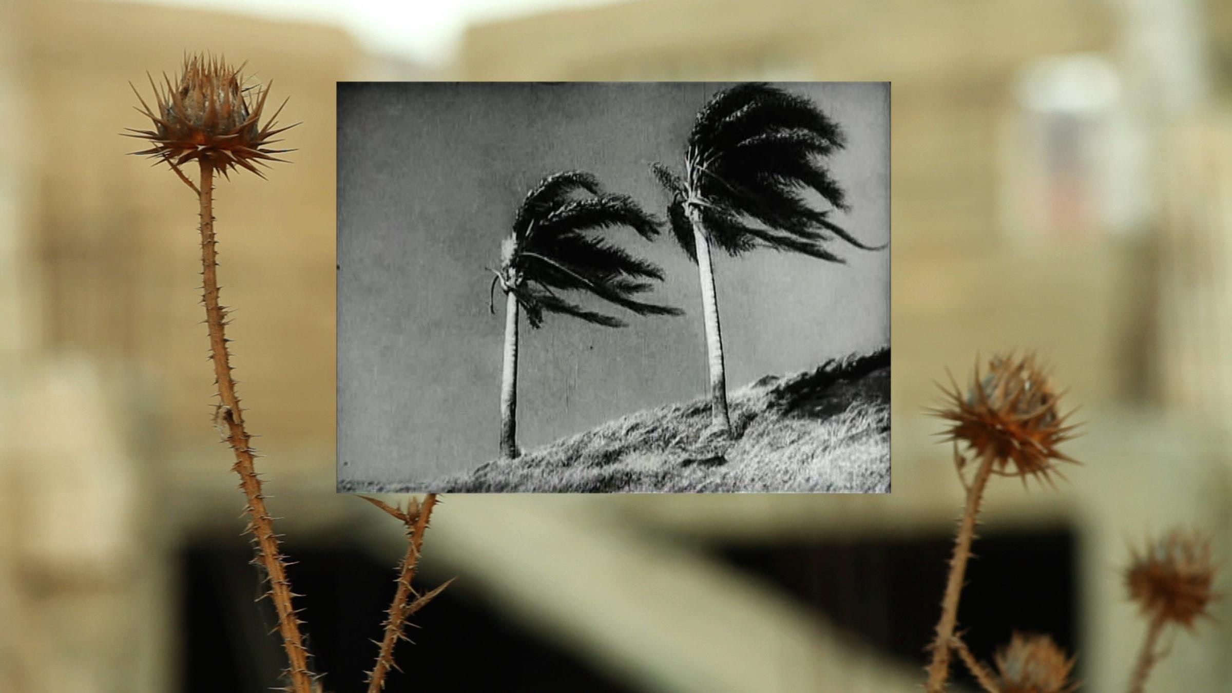 Black and white image of two palm trees in the wind inset over a color image of brown spiny plants and a blurred background.