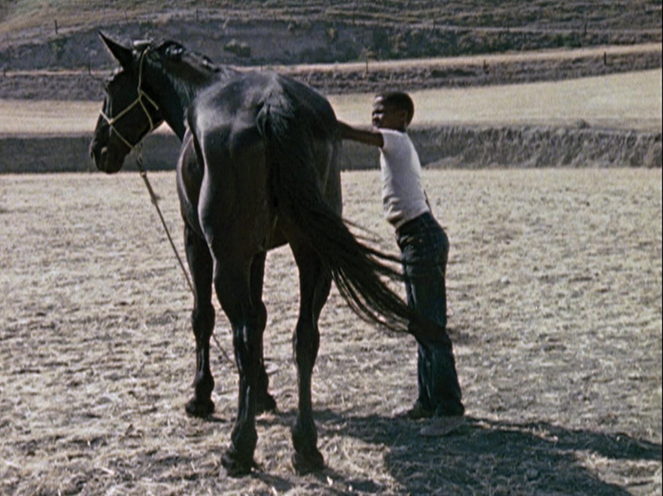 A boy with dark skin wearing a white shirt and jeans stands next to a black horse and pets the side of it. They are in an open field.