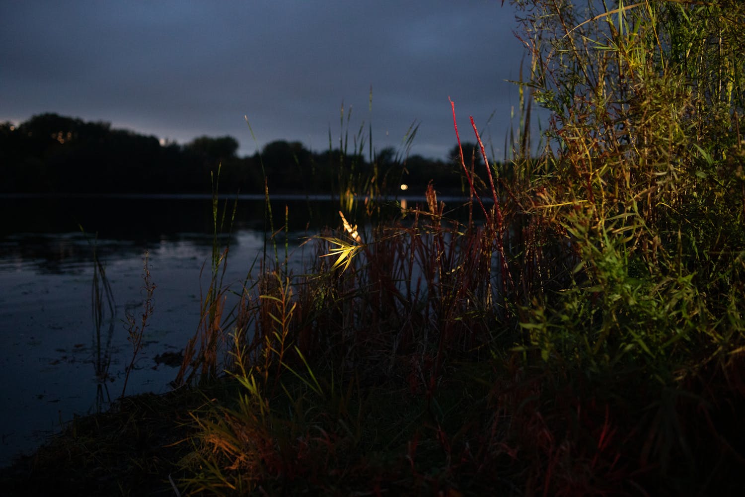 Plants nest to a lake at night.