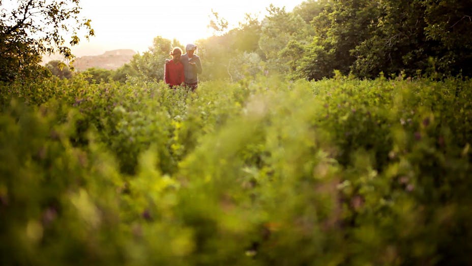 Two people walk together through a field of green plants and trees.