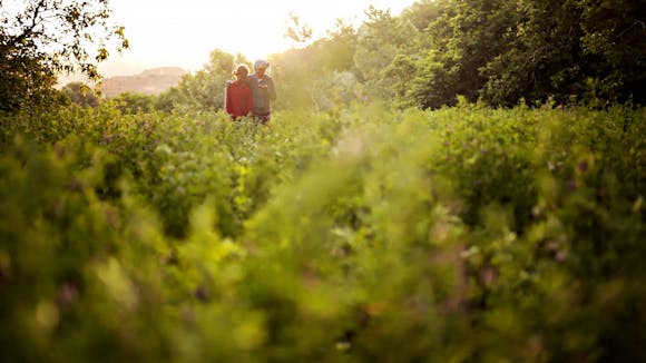 Two people walk together through a field of green plants and trees.