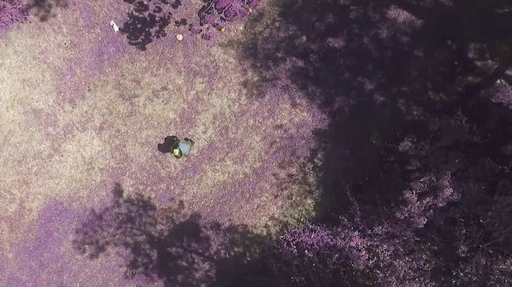 An aerial view of a purple and gray landscape, with shadows of trees and a person looking up.