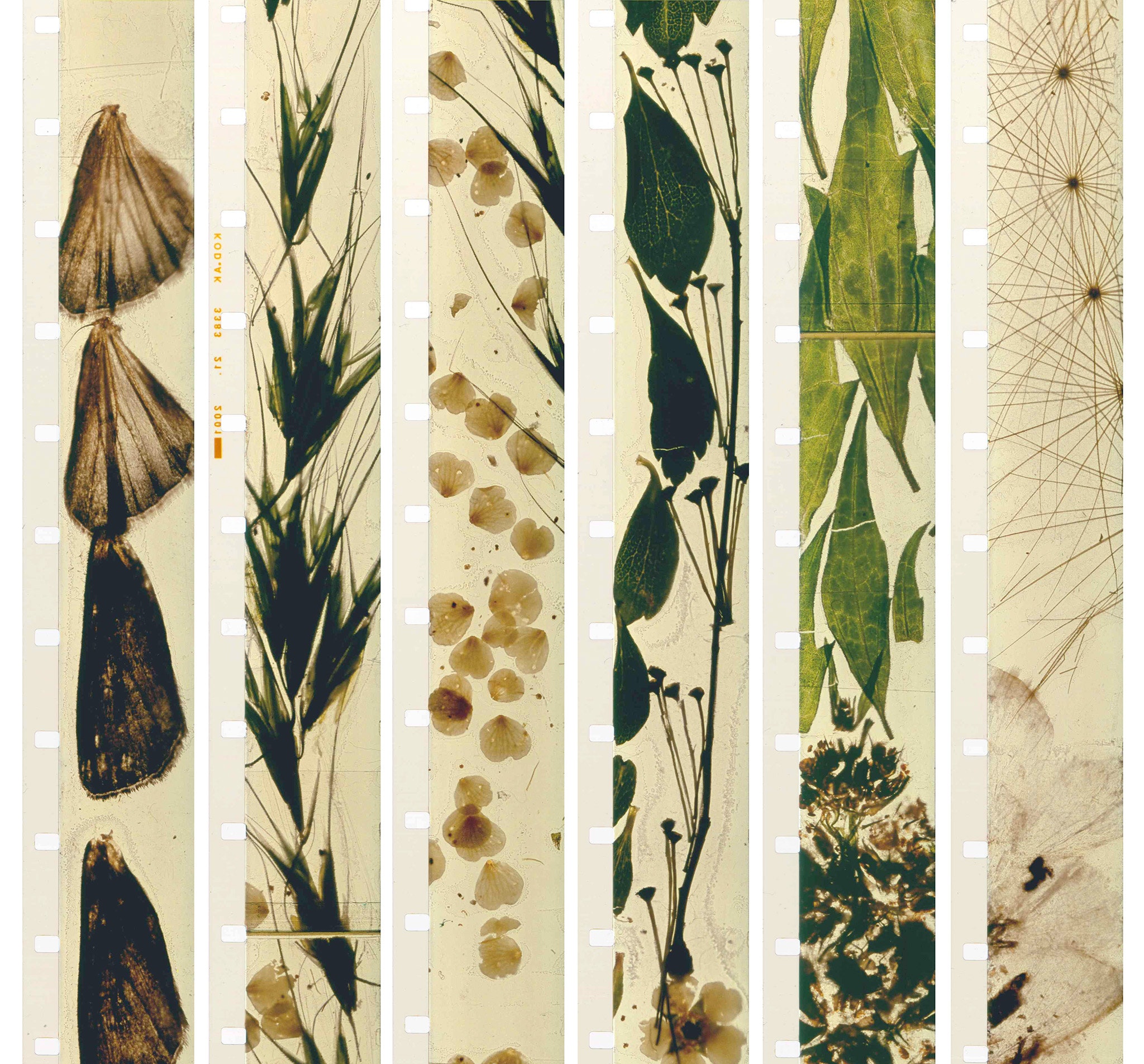 Stan Brakhage, Mothlight, 1963 (film strips)