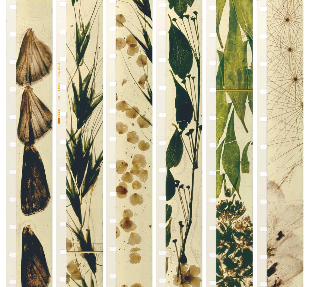 Stan Brakhage, Mothlight, 1963 (film strips)