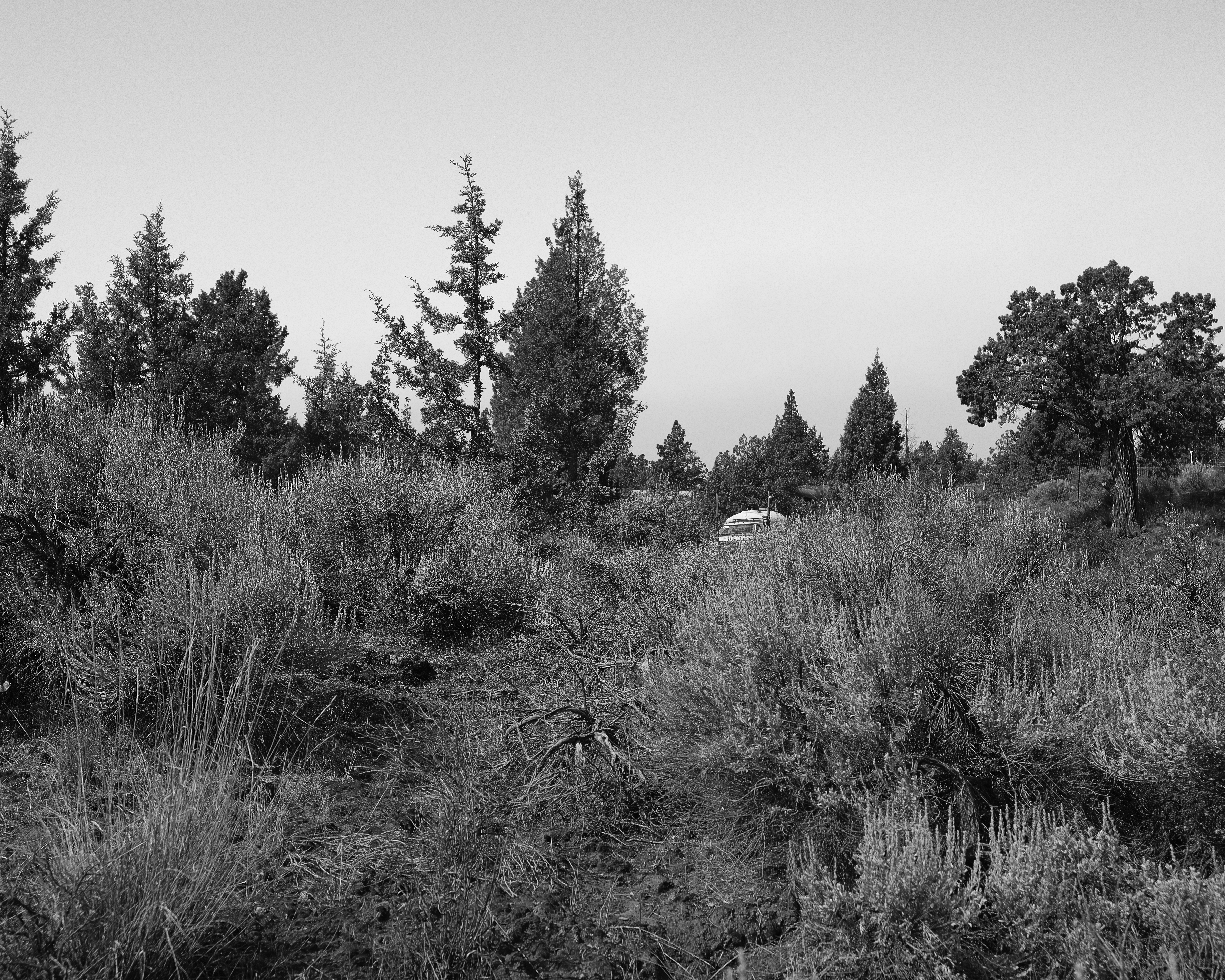 Black and white image of grassy field.