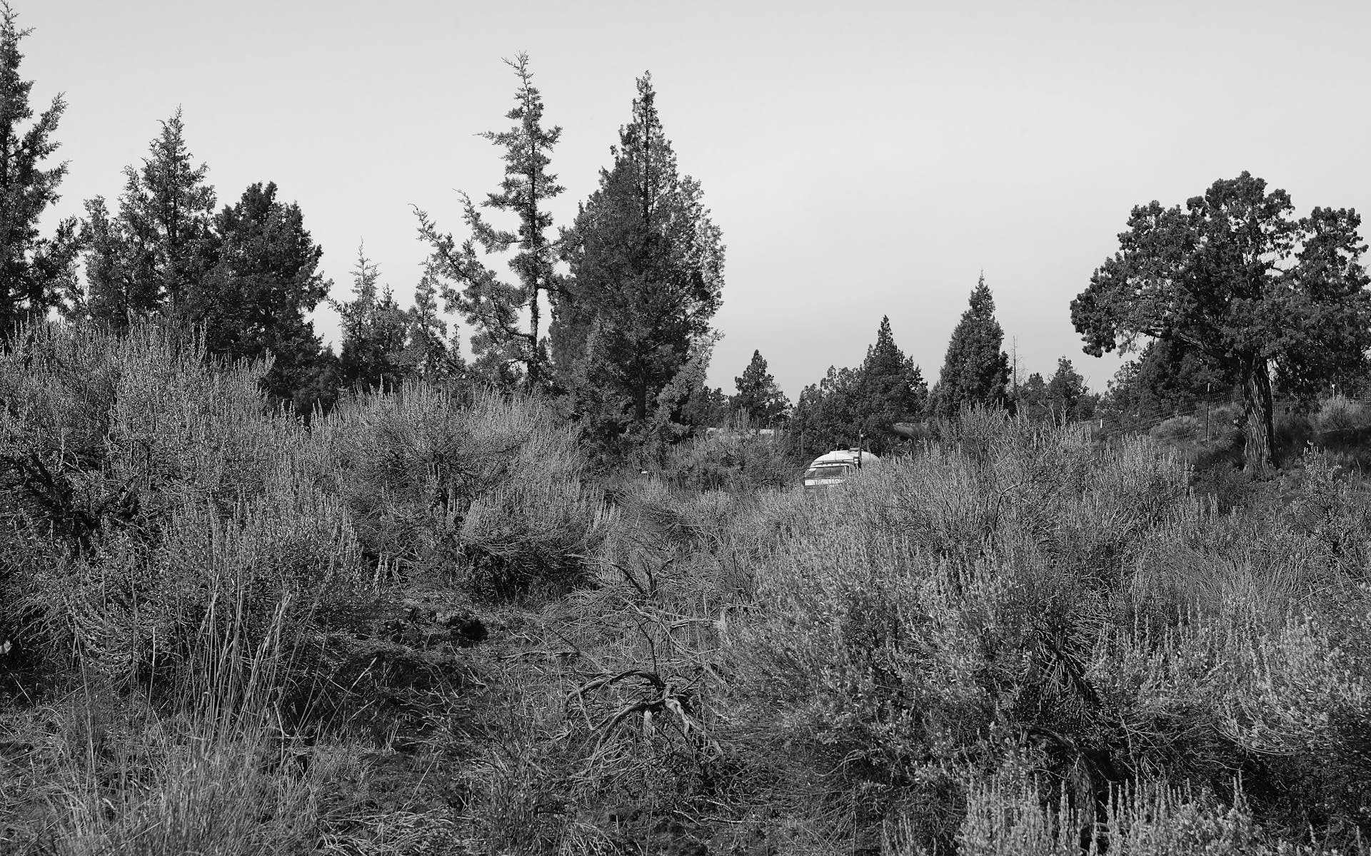 Black and white image of grassy field.