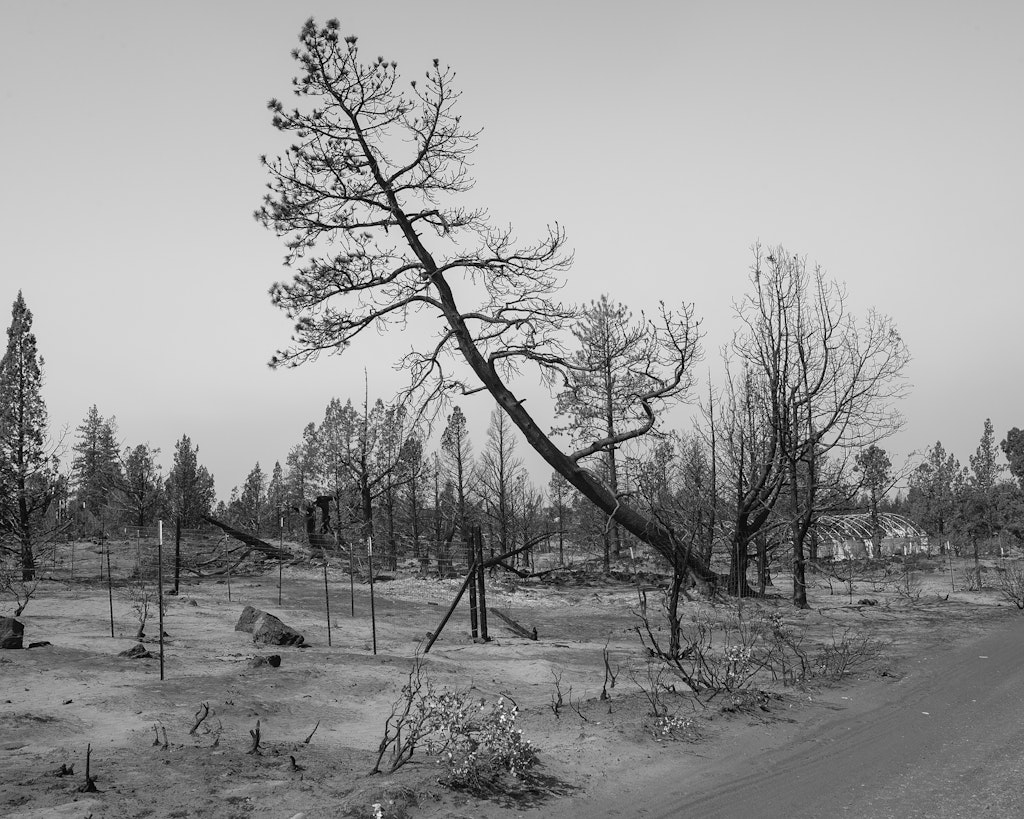 A black and white photograph of a tree nearly falling over in the Mt. SHasta region of California.