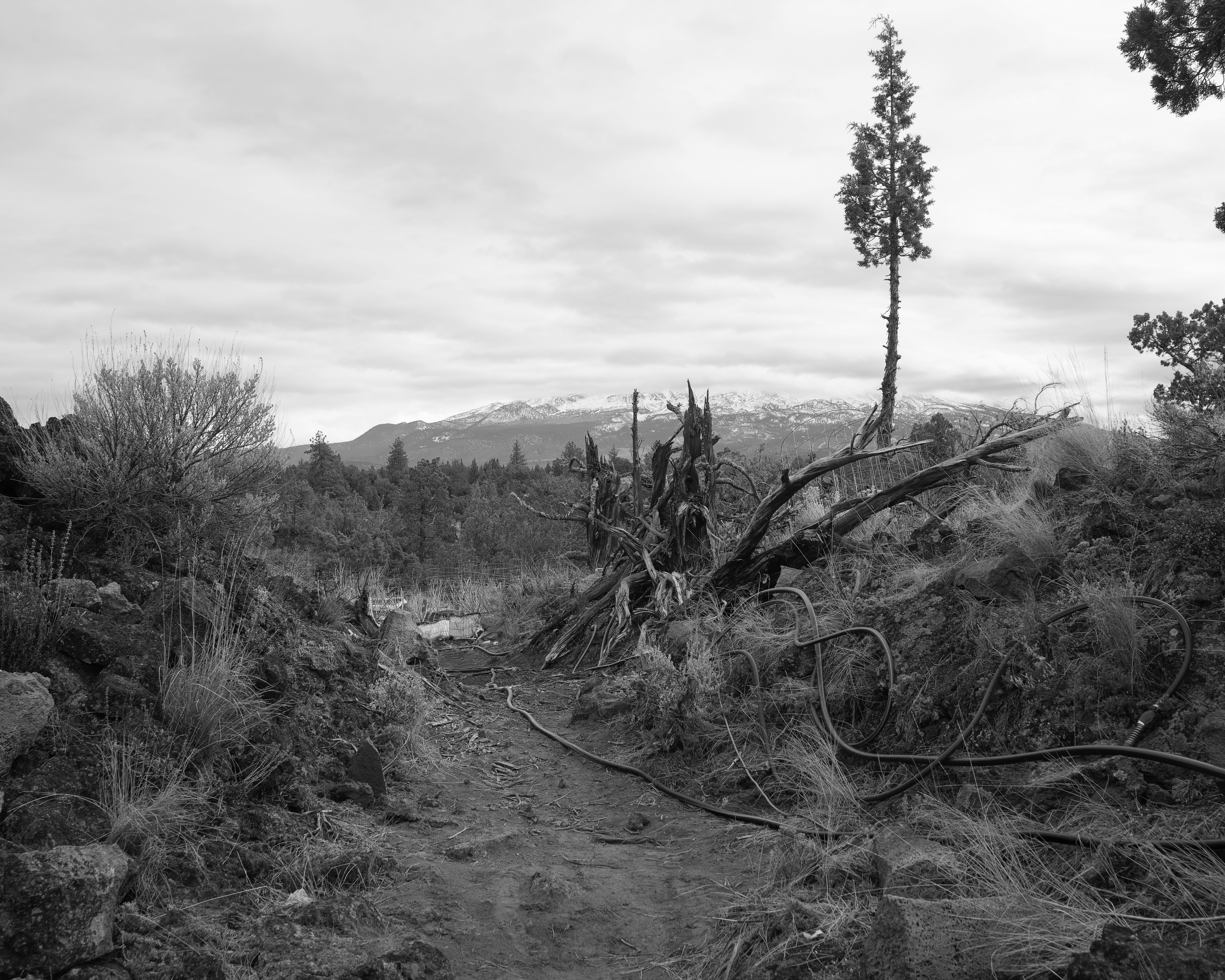 Black and white photograph of a landscape with black hoses, a mountain peak, and a tree