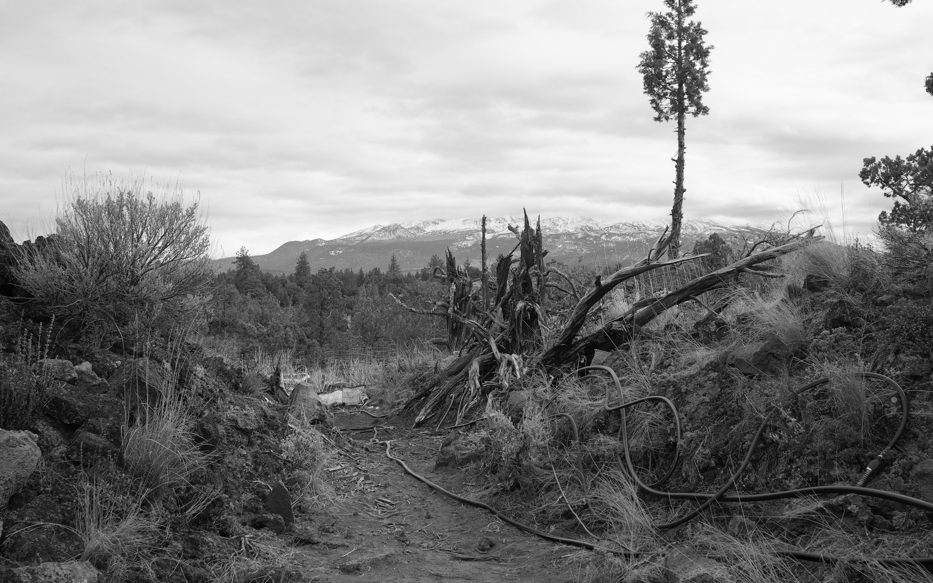 Black and white photograph of a landscape with black hoses, a mountain peak, and a tree