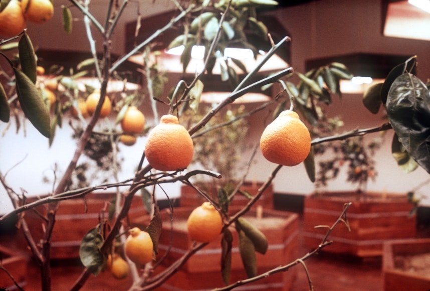 Canceled: The Harrisons’ Eco-Art: Portable Orchard