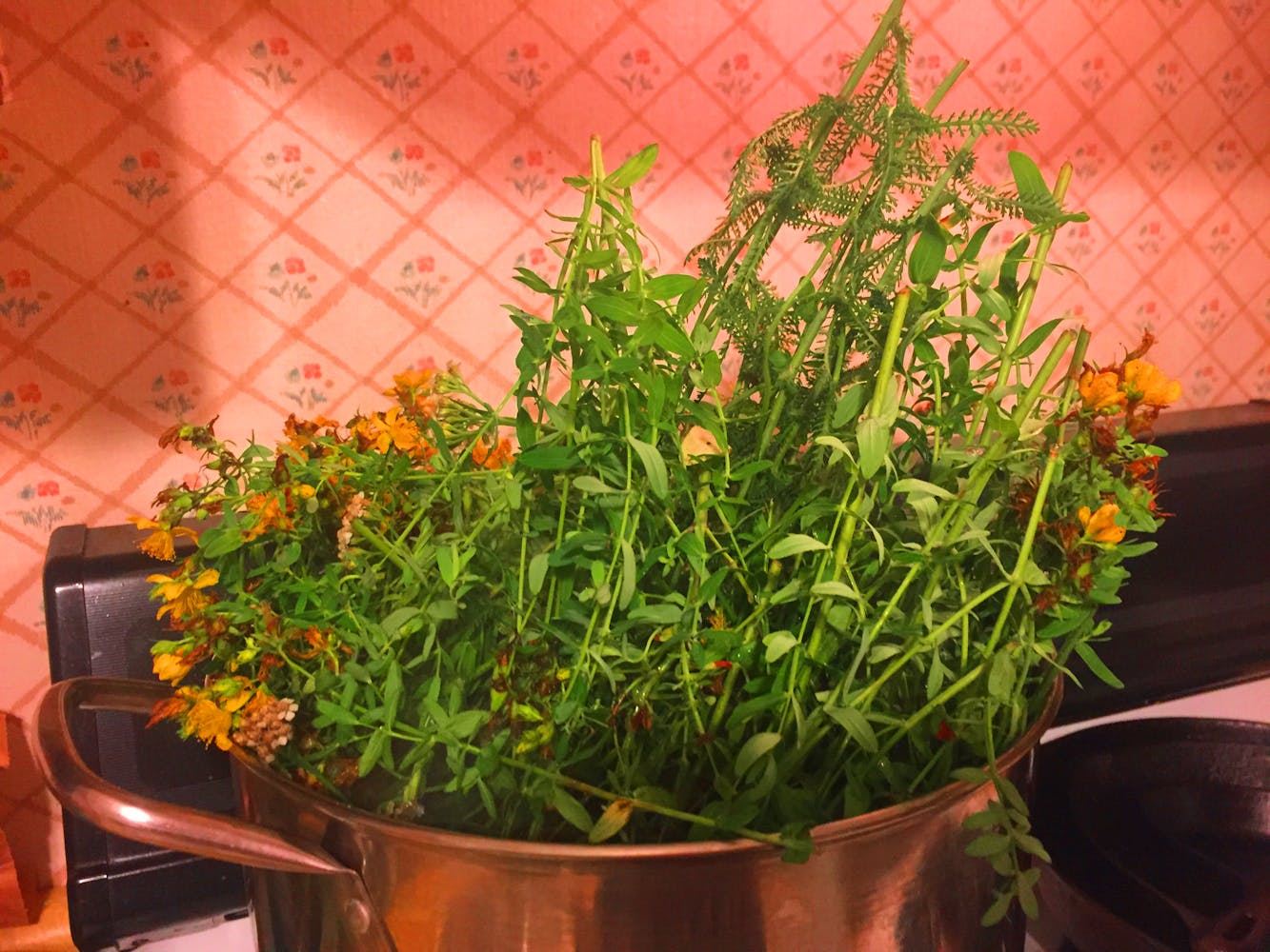 Plants poke out of a top of a pot on a stove.