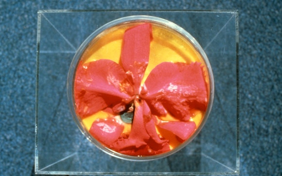 Bowl filled with orange and yellow substances in a glass vitrine