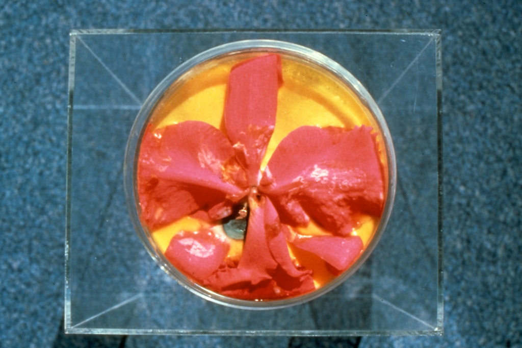 Bowl filled with orange and yellow substances in a glass vitrine