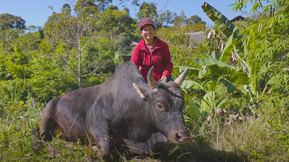 A woman in red stands with a brown bull that sits in the grass. They are surrounded by bright green foliage.