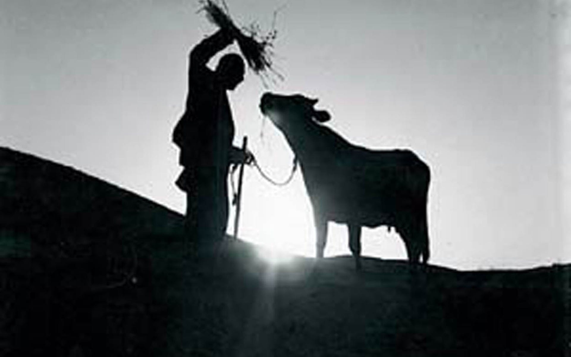 Fuzzy black and white image of a man holding hay up to a cow.
