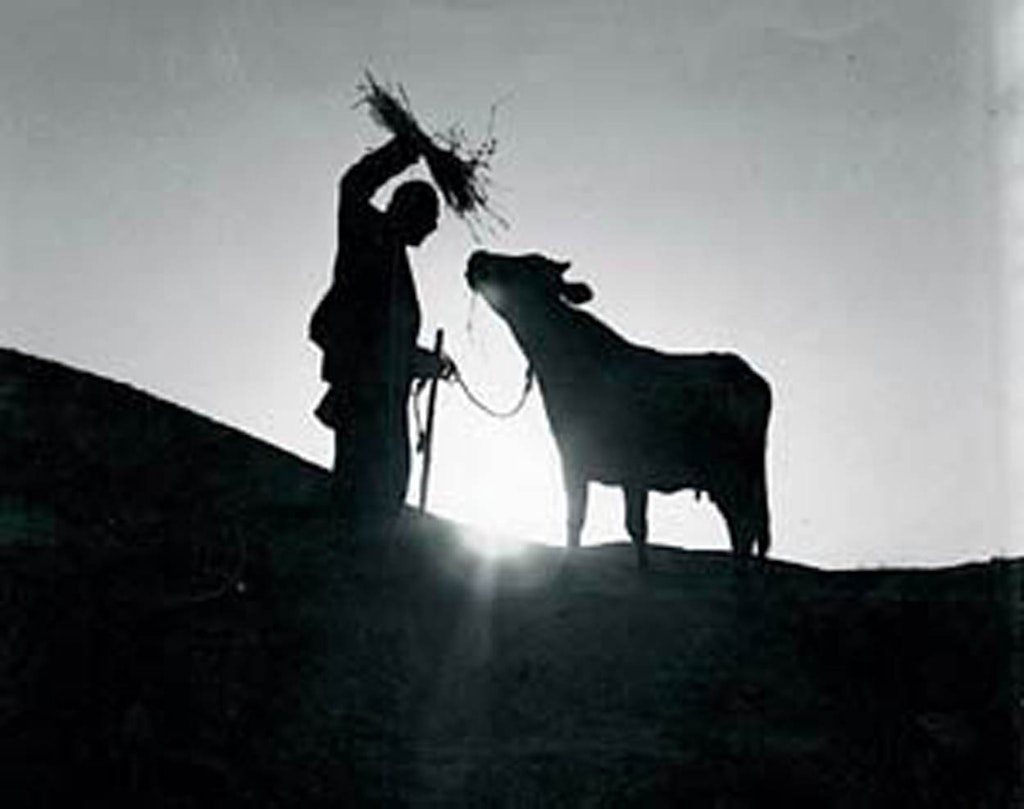 Fuzzy black and white image of a man holding hay up to a cow.