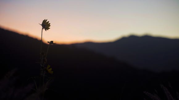 Image of flower silhouetted in foreground with mountain in background