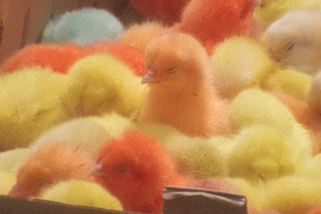 Yto Barrada still Moving Image Commission Walker Art Center