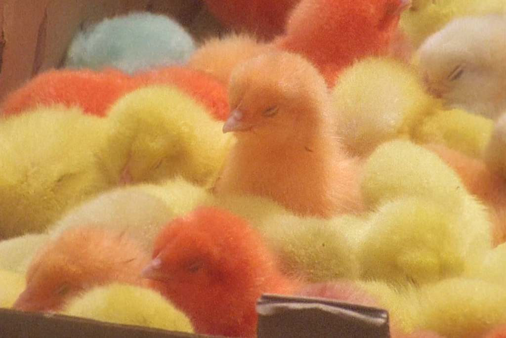 Yto Barrada still Moving Image Commission Walker Art Center