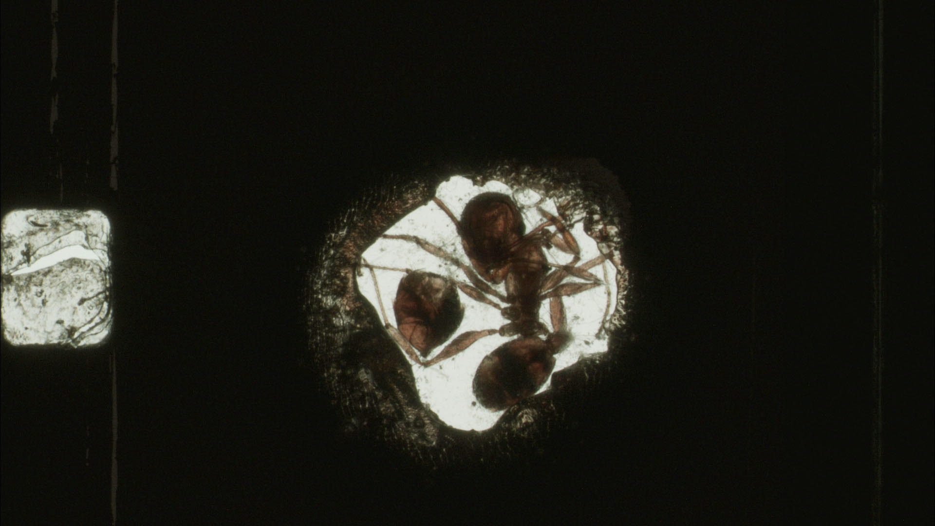 A close up picture of an insect