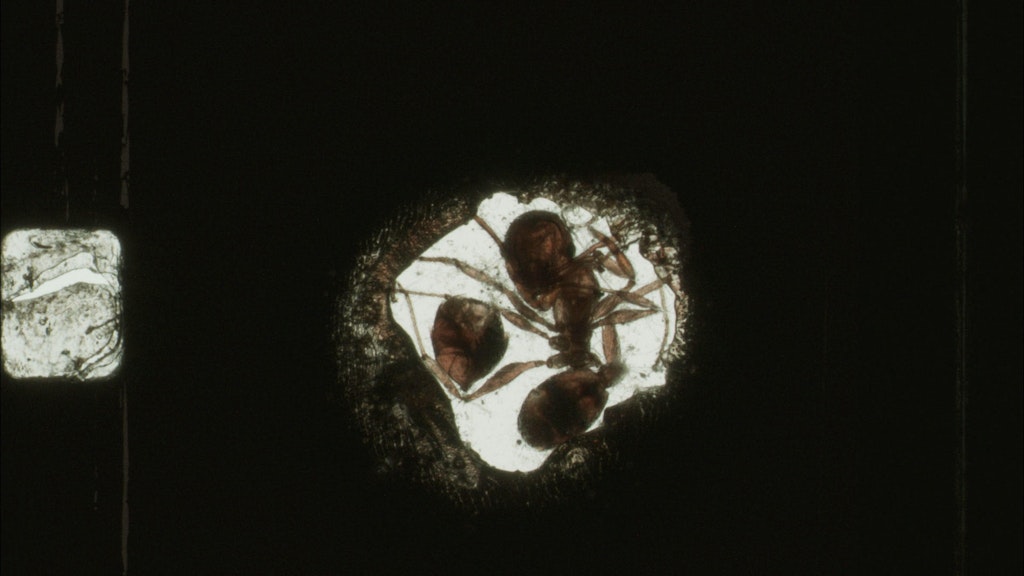 A close up picture of an insect