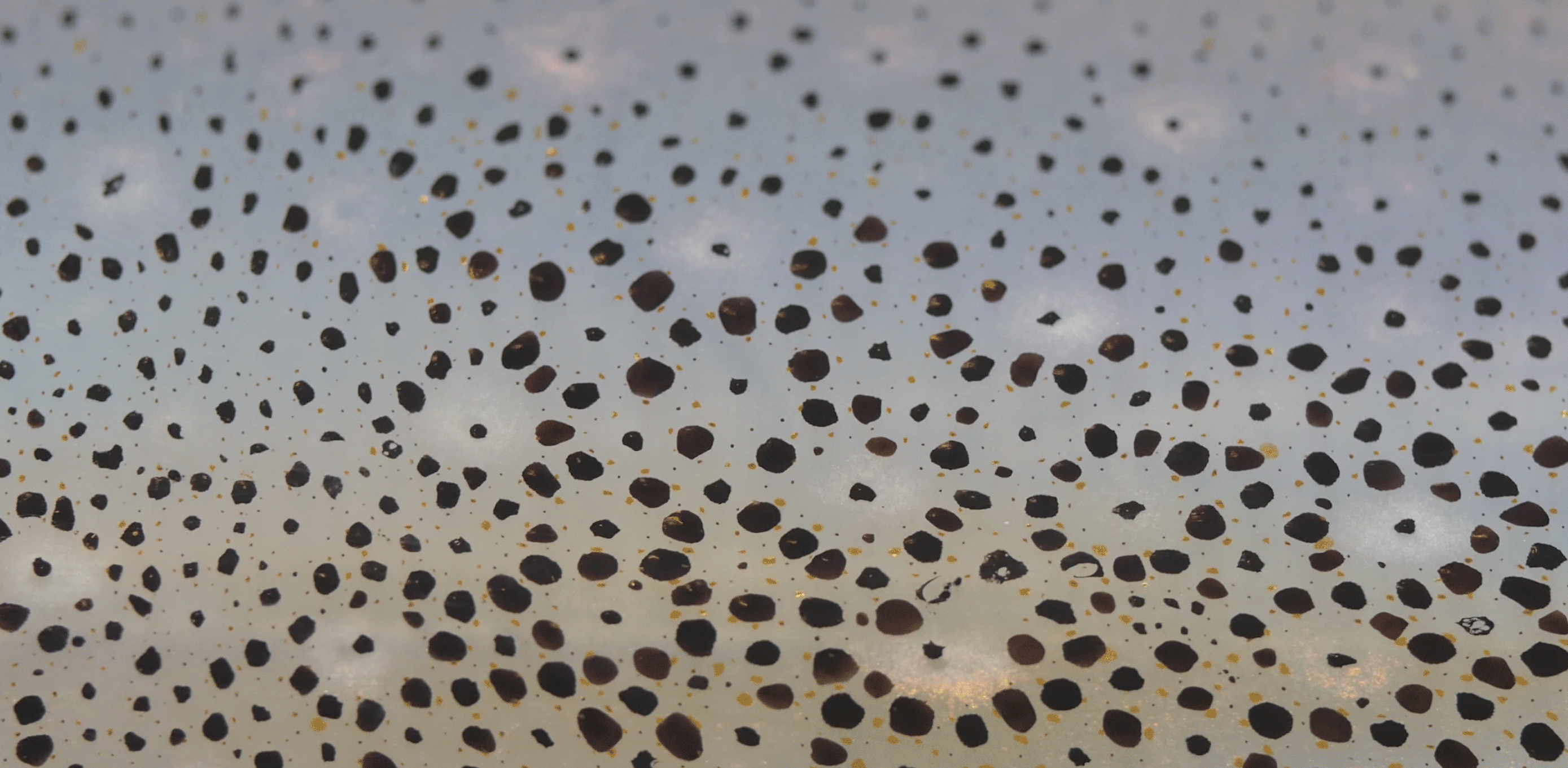 Gradient -- Chromataphores -- Cephalopods -- Physiological color change