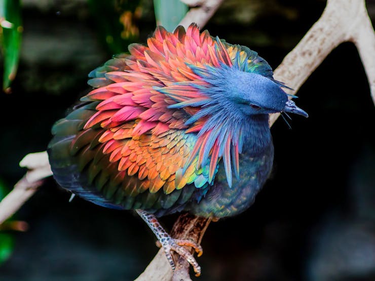 Gradient -- iridescence in birds