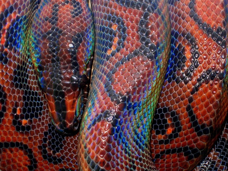 Gradient -- iridescence in snakes
